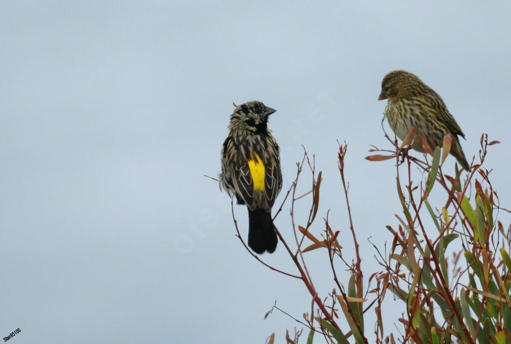 Yellow Bishopadult transition