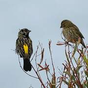 Yellow Bishop