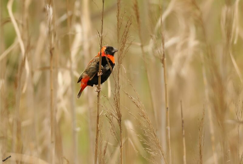 Southern Red Bishop male adult transition