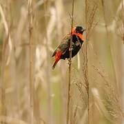 Southern Red Bishop