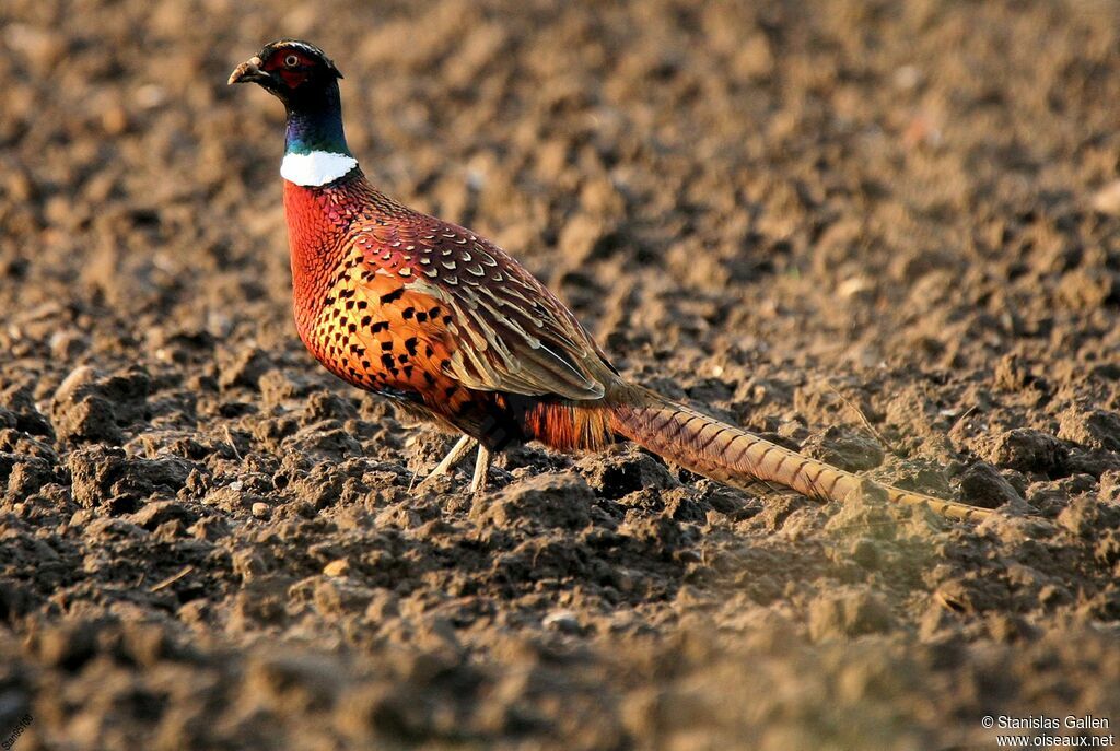 Common Pheasant male adult