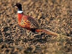 Common Pheasant