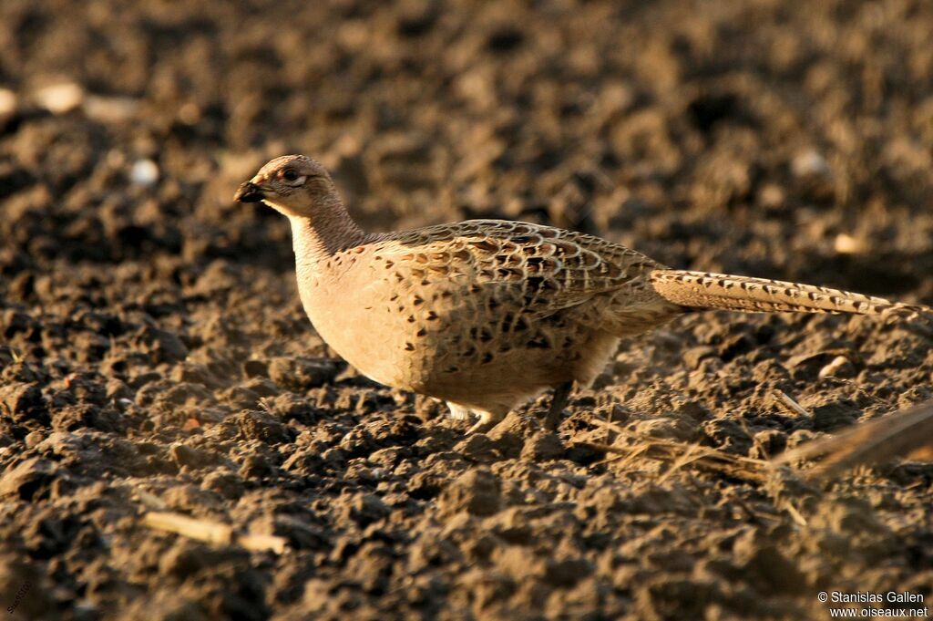 Common Pheasant female adult, walking