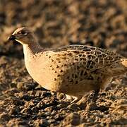 Common Pheasant