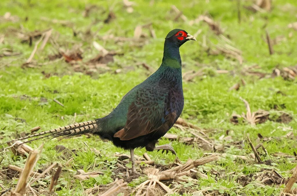 Common Pheasant male adult post breeding, walking