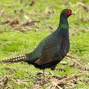 Common Pheasant