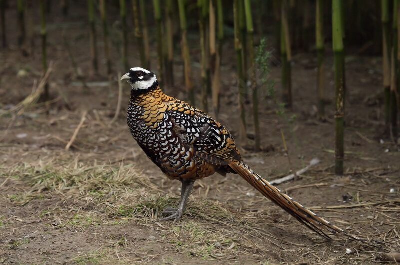 Reeves's Pheasant male adult post breeding, walking