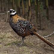 Reeves's Pheasant