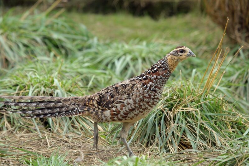 Reeves's Pheasant female, walking
