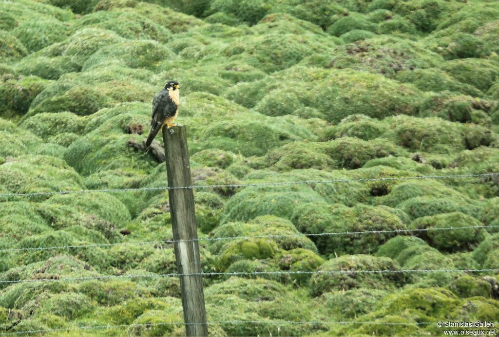 Aplomado Falconadult