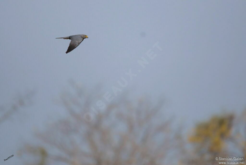 Grey Kestreladult, Flight