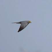 Grey Kestrel