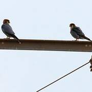 Red-necked Falcon