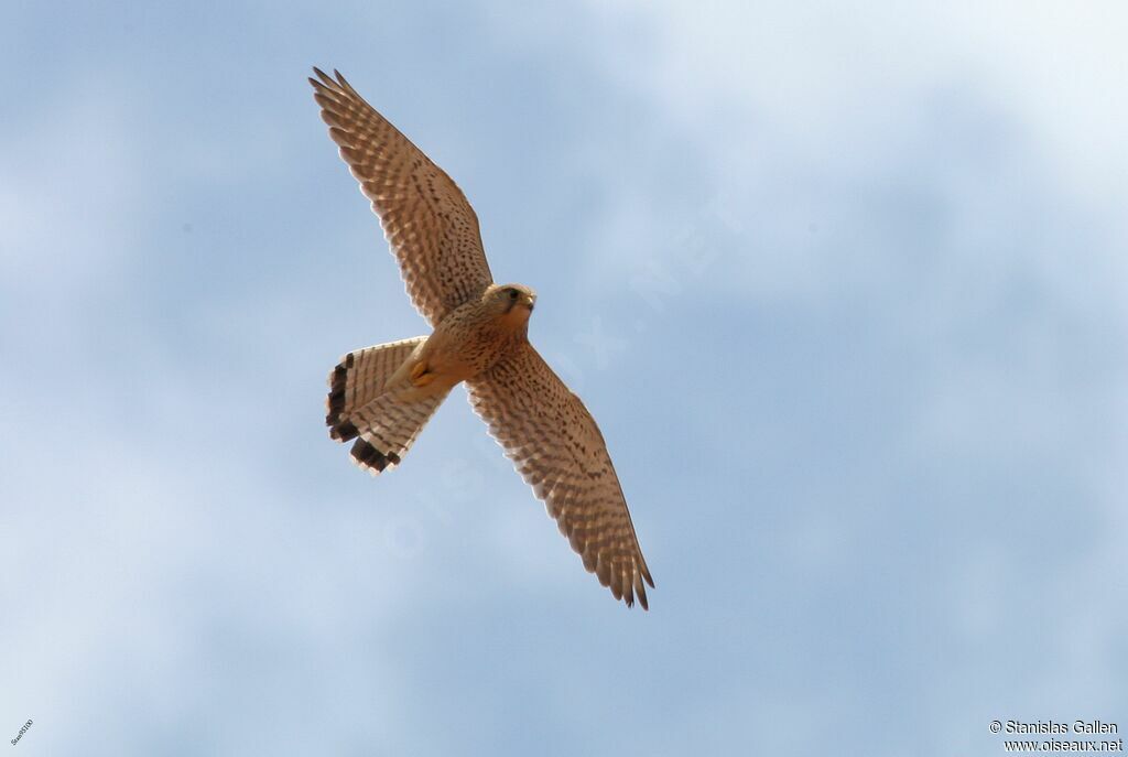 Common Kestrel female adult breeding, Flight