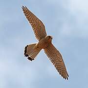 Common Kestrel