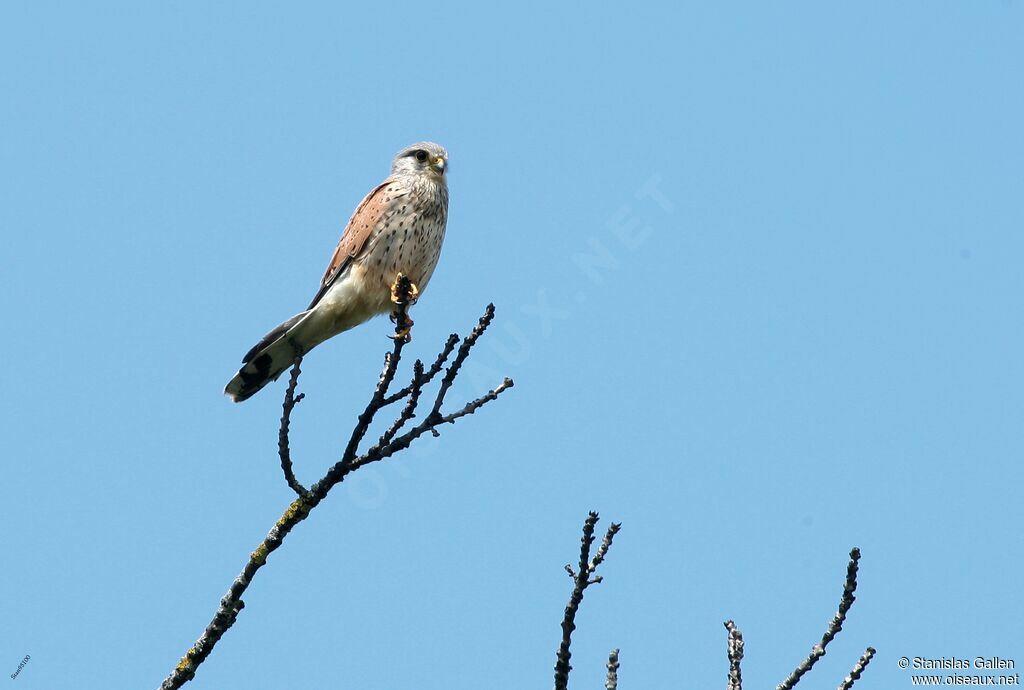 Common Kestrel male adult breeding