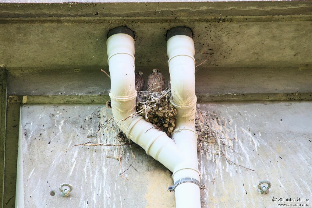 Common KestrelPoussin, habitat, Reproduction-nesting