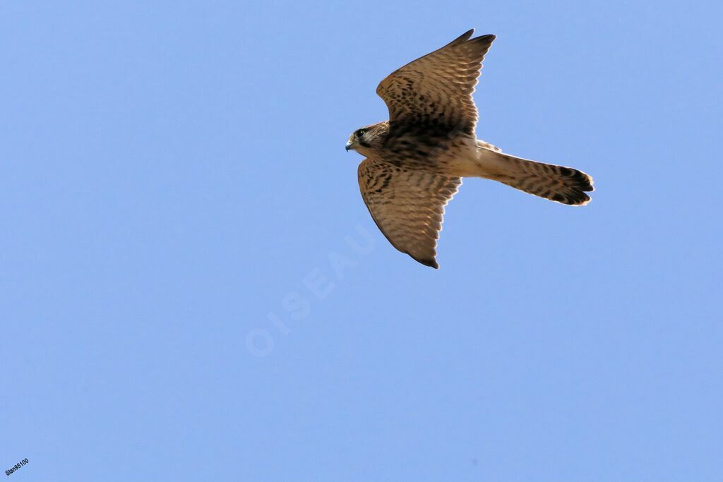 Common Kestrel female adult