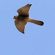 Common Kestrel