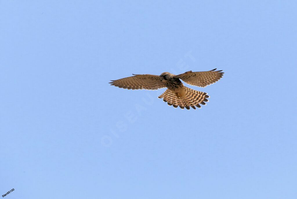 Common Kestrel female adult, Flight