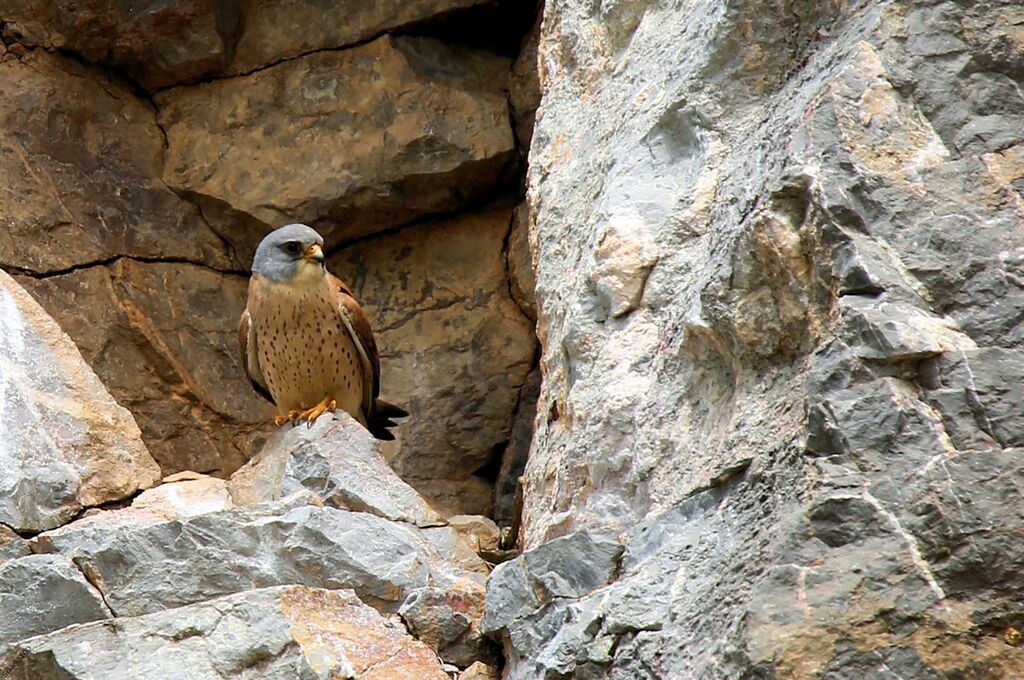 Lesser Kestrel male adult breeding