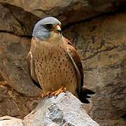 Lesser Kestrel