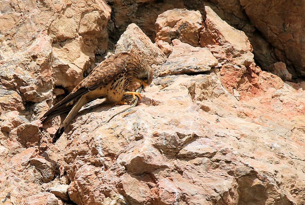 Lesser Kestrel