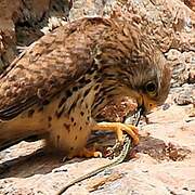 Lesser Kestrel