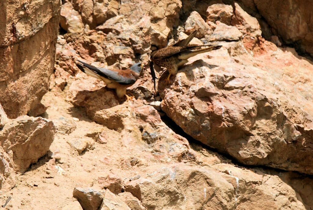 Lesser Kestreladult breeding, courting display