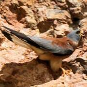 Lesser Kestrel