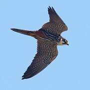 Eurasian Hobby