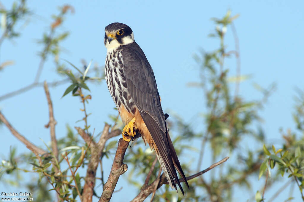 Eurasian Hobbyadult, identification