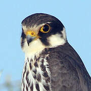 Eurasian Hobby