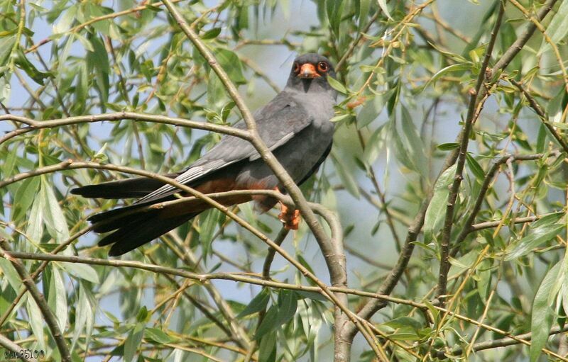 Red-footed Falcon male adult breeding