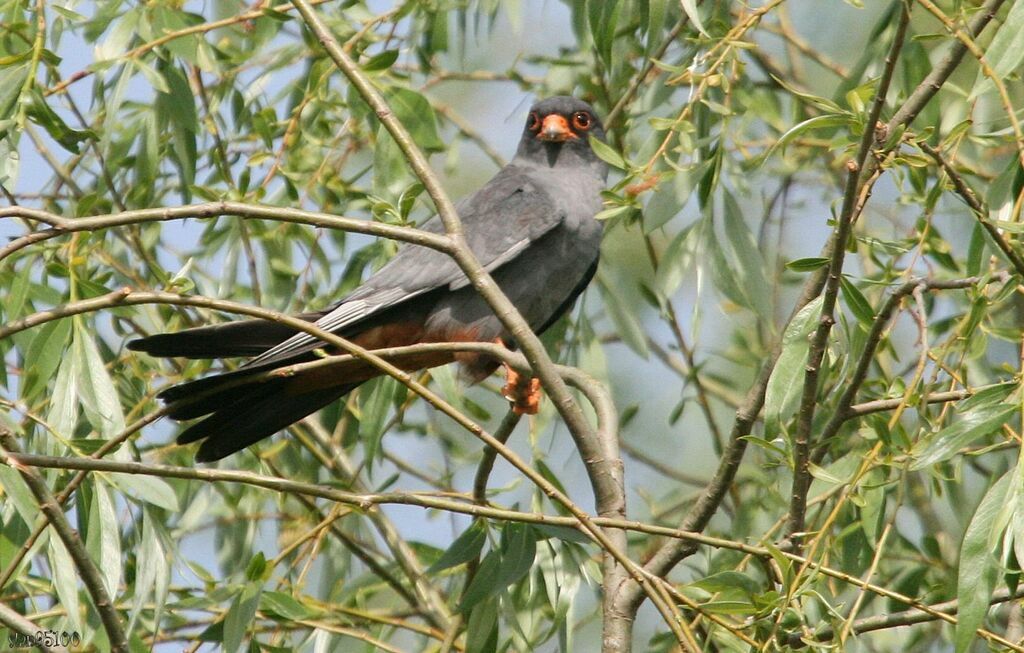 Red-footed Falcon male adult breeding