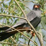 Red-footed Falcon