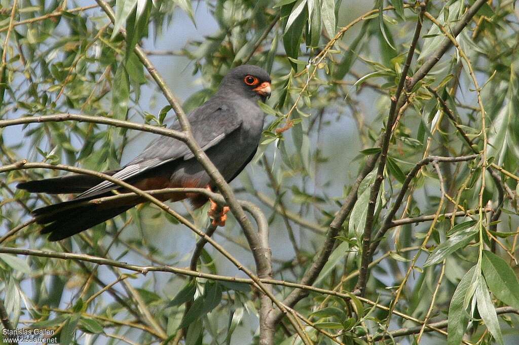 Red-footed Falcon male adult breeding