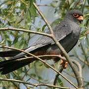 Red-footed Falcon