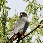 Red-footed Falcon