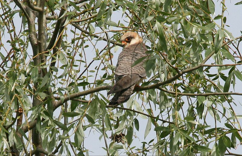 Red-footed Falcon female adult breeding