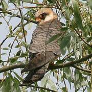 Red-footed Falcon