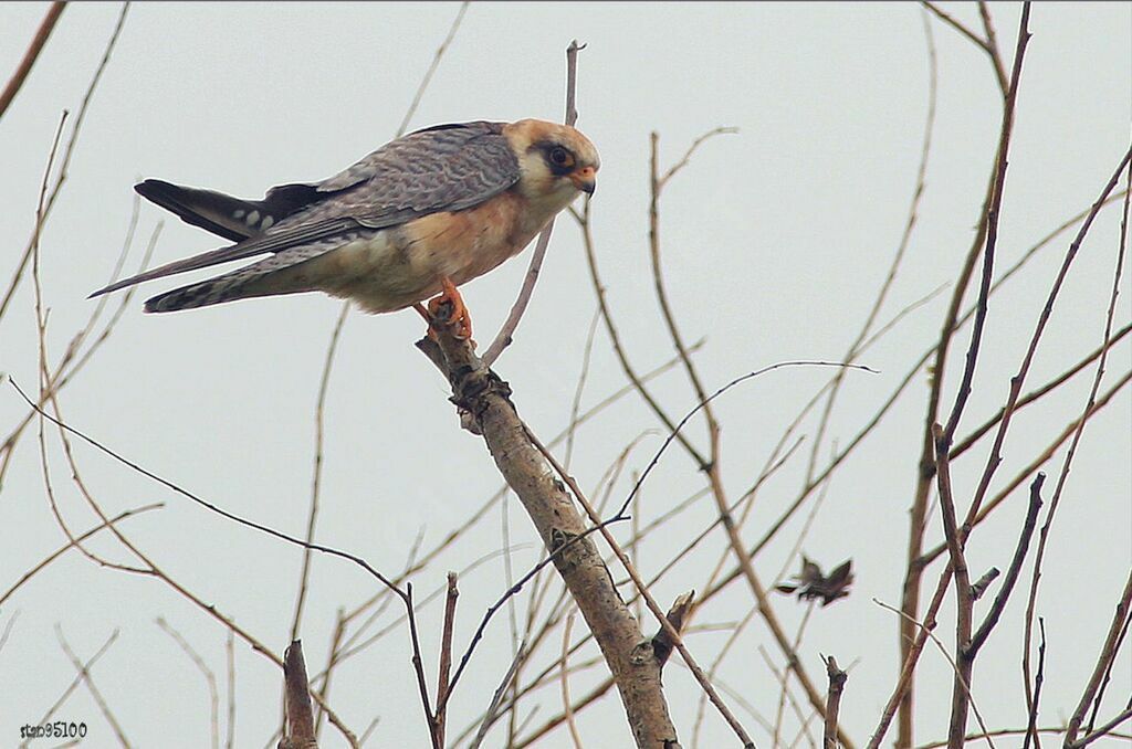 Red-footed Falcon