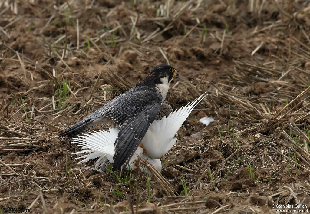 Peregrine Falconadult