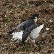 Peregrine Falcon