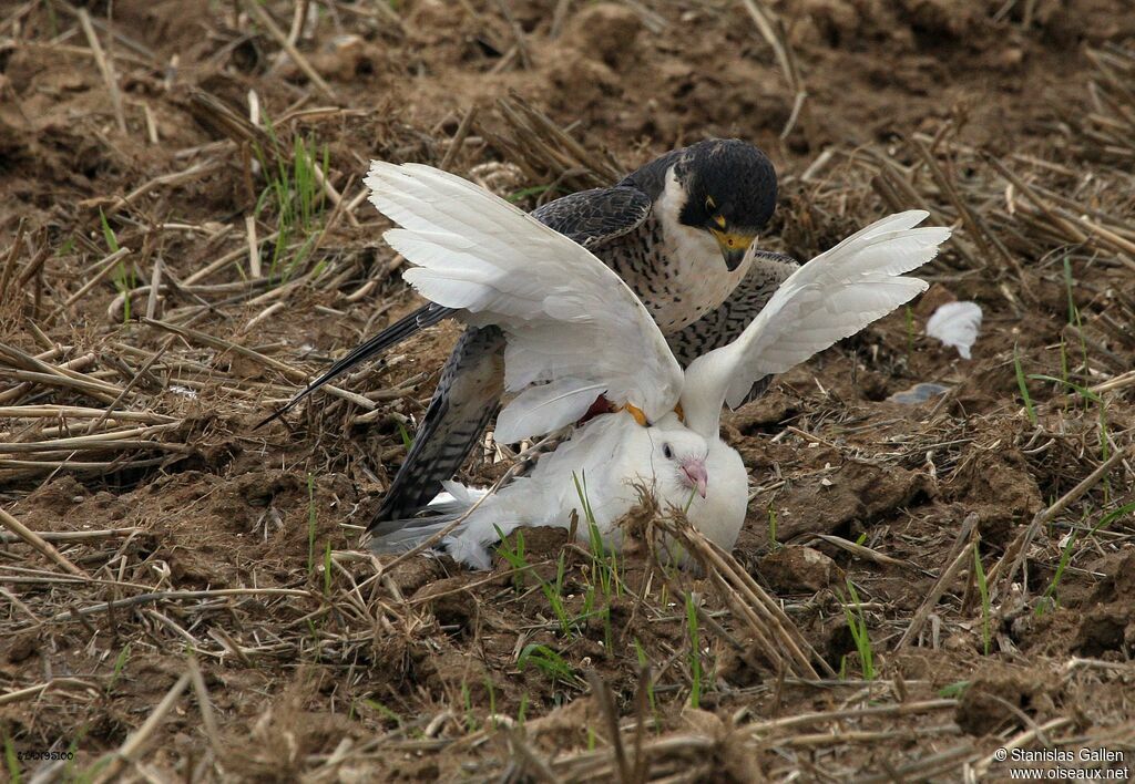 Peregrine Falconadult