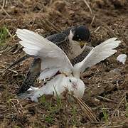 Peregrine Falcon