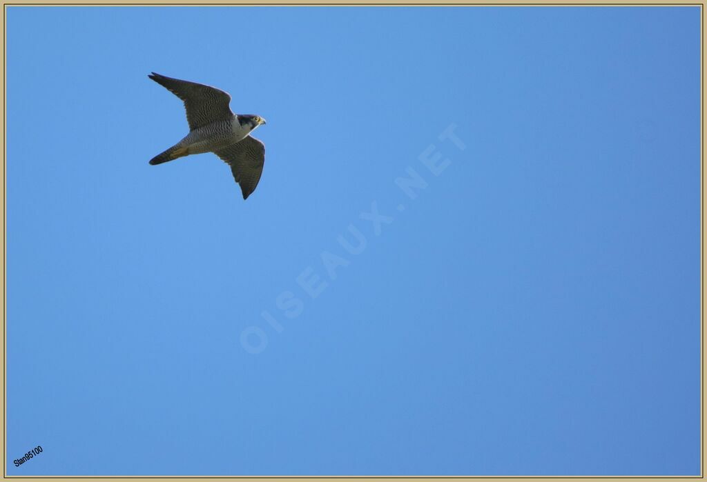 Peregrine Falconadult, Flight