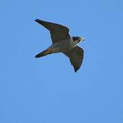 Peregrine Falcon