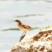 Spectacled Warbler