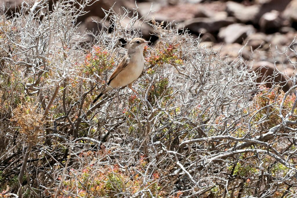 Spectacled Warbler male adult